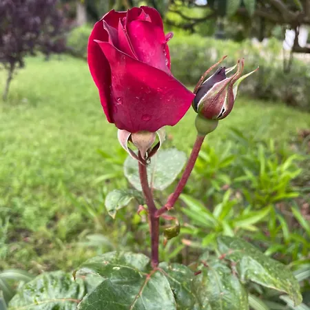 La Dimora Gigante Отель типа 